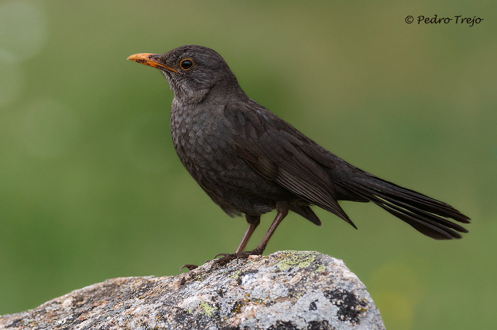 Mirlo común (Turdus merula)